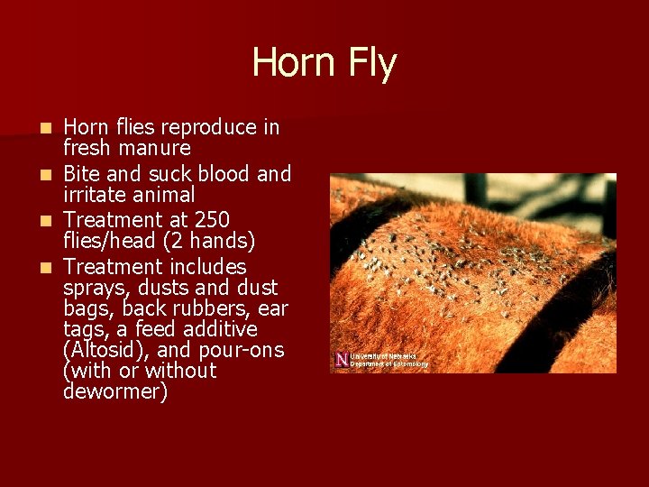 Horn Fly Horn flies reproduce in fresh manure n Bite and suck blood and