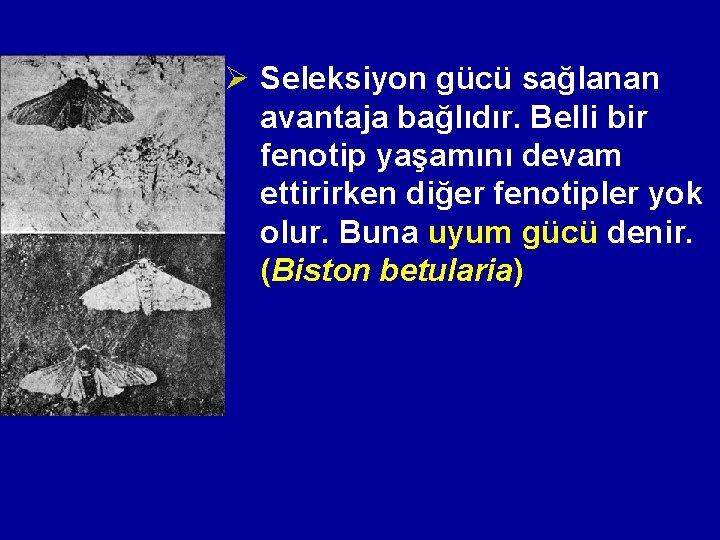 Ø Seleksiyon gücü sağlanan avantaja bağlıdır. Belli bir fenotip yaşamını devam ettirirken diğer fenotipler