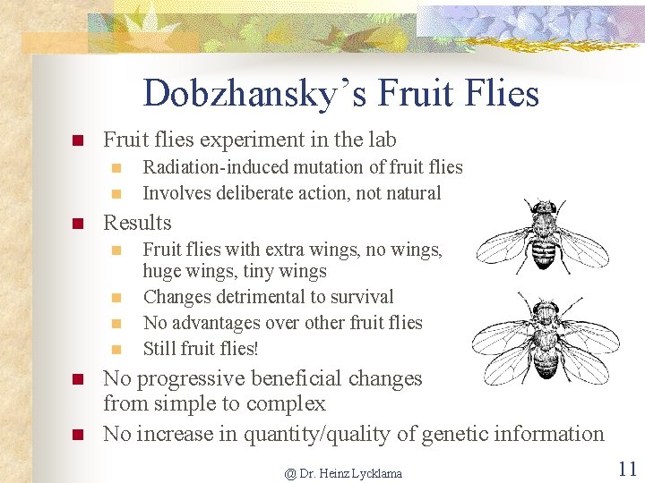 Dobzhansky’s Fruit Flies n Fruit flies experiment in the lab n n n Results