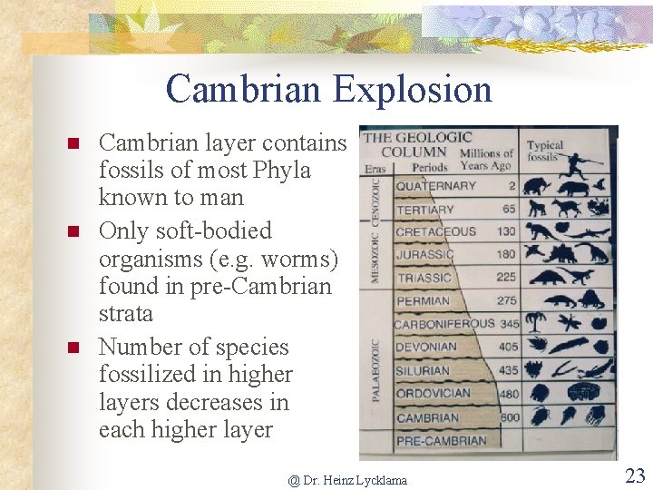 Cambrian Explosion n Cambrian layer contains fossils of most Phyla known to man Only
