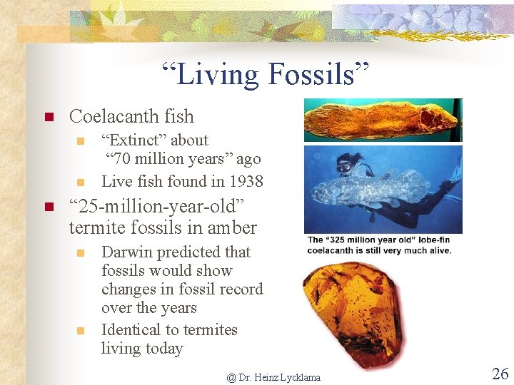“Living Fossils” n Coelacanth fish n n n “Extinct” about “ 70 million years”