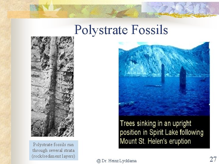 Polystrate Fossils Polystrate fossils run through several strata (rock/sediment layers) @ Dr. Heinz Lycklama