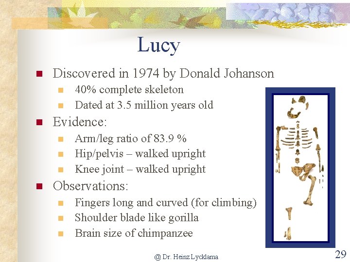 Lucy n Discovered in 1974 by Donald Johanson n Evidence: n n 40% complete