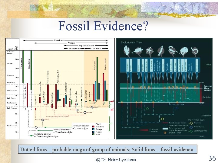 Fossil Evidence? Dotted lines – probable range of group of animals; Solid lines –