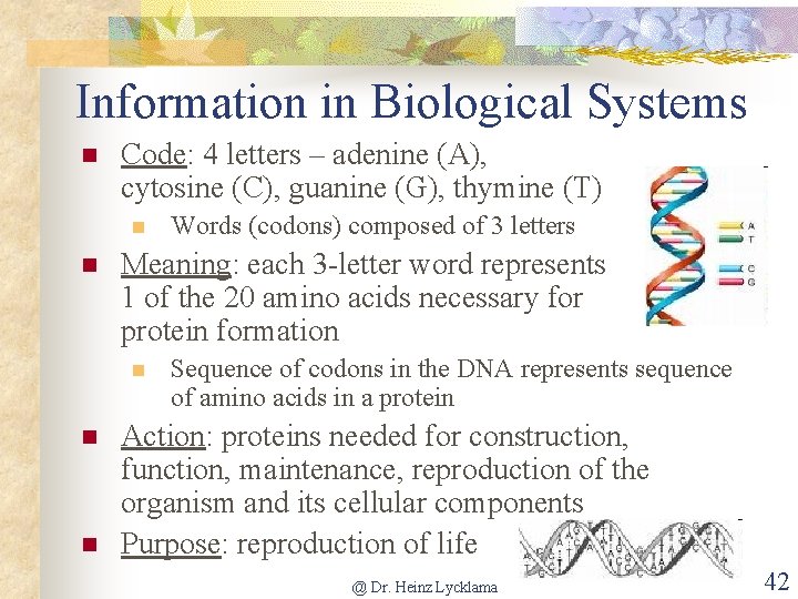 Information in Biological Systems n Code: 4 letters – adenine (A), cytosine (C), guanine