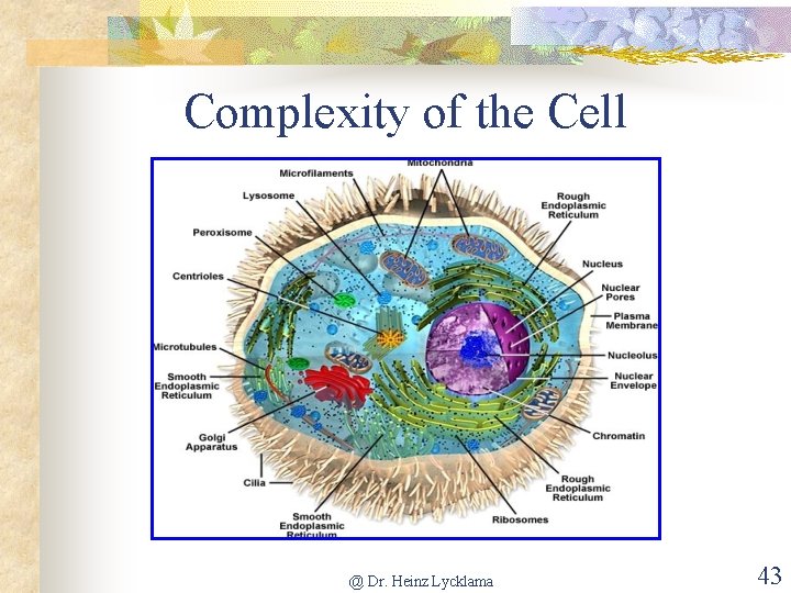 Complexity of the Cell @ Dr. Heinz Lycklama 43 