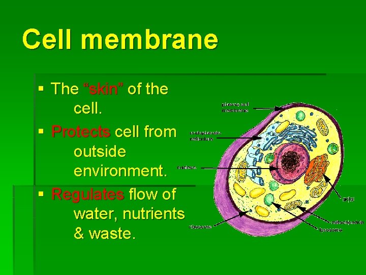 Cell membrane § The “skin” of the cell. § Protects cell from outside environment.