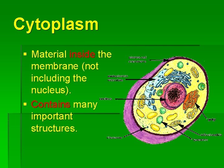 Cytoplasm § Material inside the membrane (not including the nucleus). § Contains many important