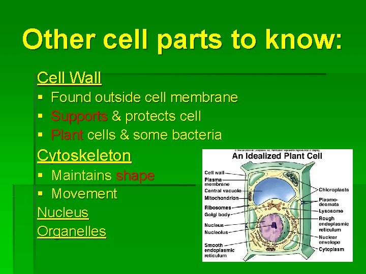 Other cell parts to know: Cell Wall § § § Found outside cell membrane