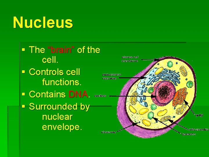 Nucleus § The “brain” of the cell. § Controls cell functions. § Contains DNA.