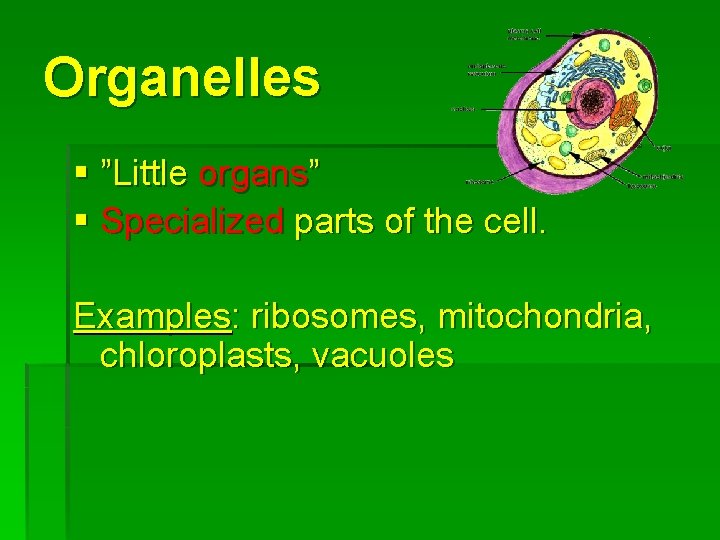 Organelles § ”Little organs” § Specialized parts of the cell. Examples: ribosomes, mitochondria, chloroplasts,