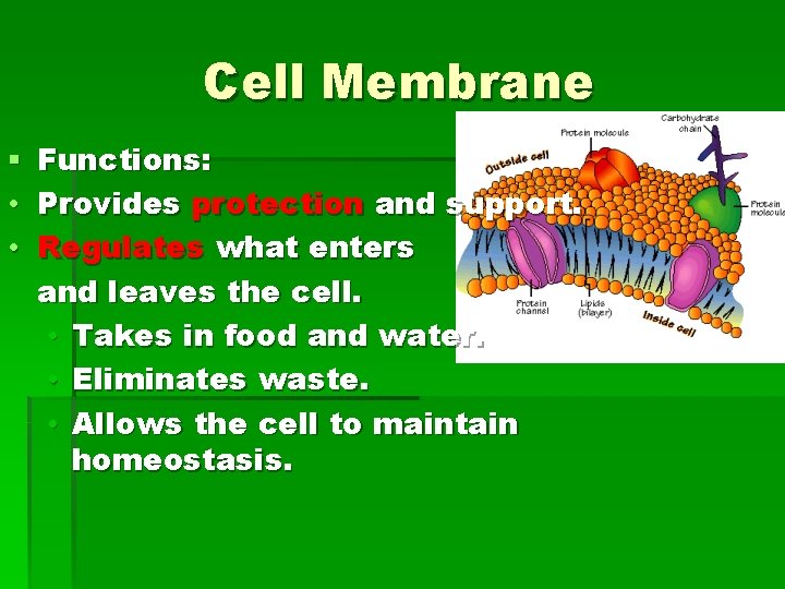 Cell Membrane § • • Functions: Provides protection and support. Regulates what enters and