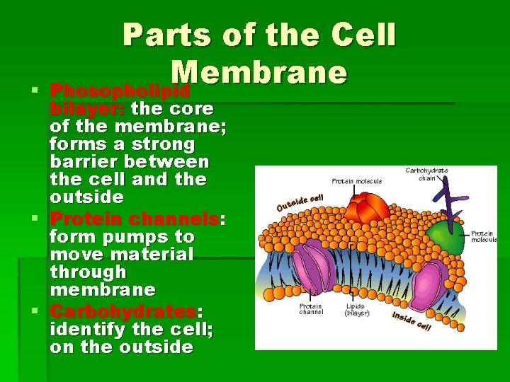 § Parts of the Cell Membrane Phosopholipid bilayer: the core of the membrane; forms