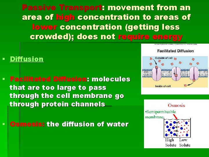 Passive Transport: movement from an area of high concentration to areas of lower concentration