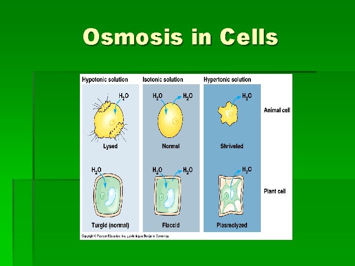 Osmosis in Cells 