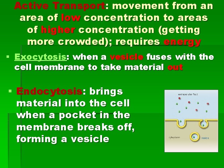 Active Transport: movement from an area of low concentration to areas of higher concentration