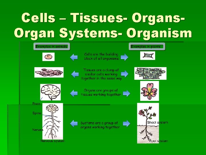 Cells – Tissues- Organs. Organ Systems- Organism 