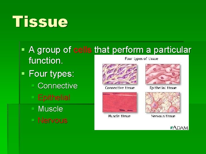 Tissue § A group of cells that perform a particular function. § Four types: