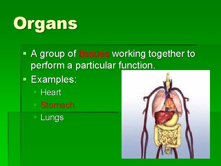 Organs § A group of tissues working together to perform a particular function. §