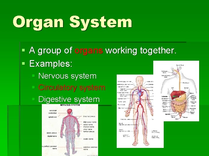 Organ System § A group of organs working together. § Examples: § Nervous system