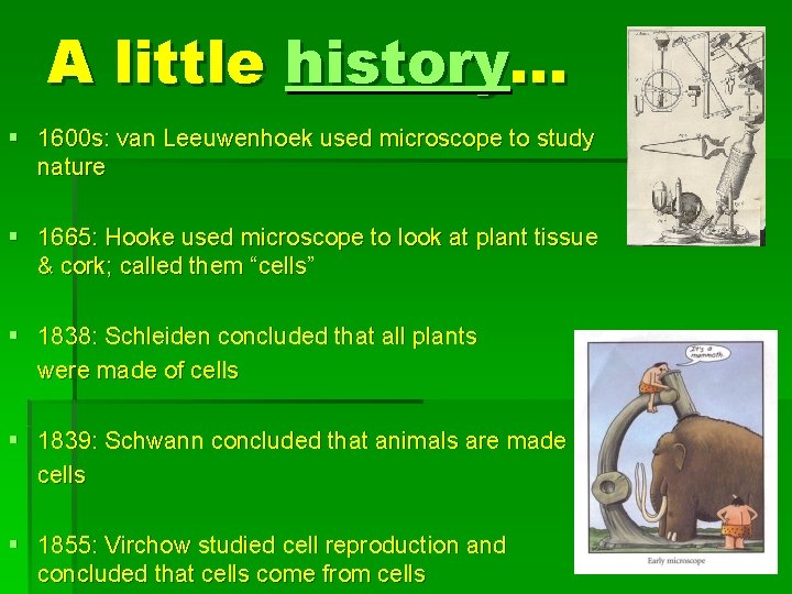 A little history… § 1600 s: van Leeuwenhoek used microscope to study nature §