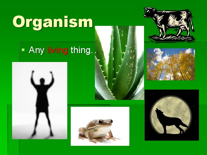 Organism § Any living thing. 