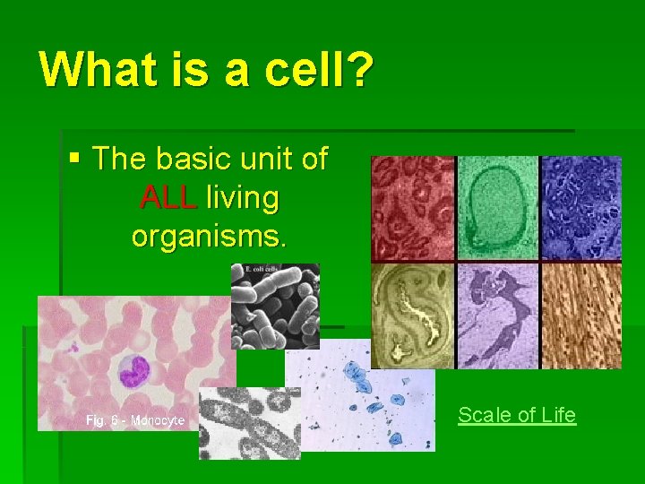 What is a cell? § The basic unit of ALL living organisms. Scale of