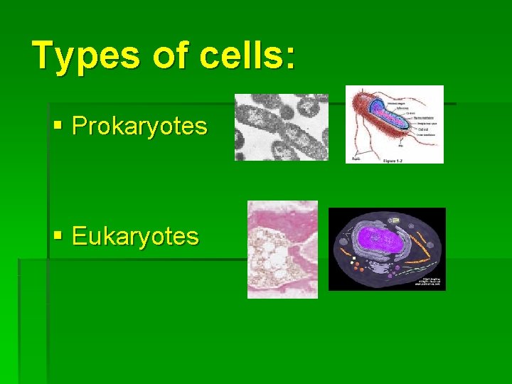Types of cells: § Prokaryotes § Eukaryotes 