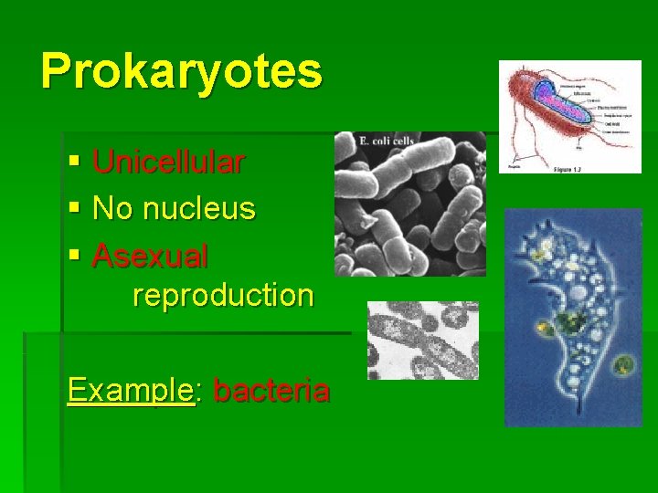 Prokaryotes § Unicellular § No nucleus § Asexual reproduction Example: bacteria 