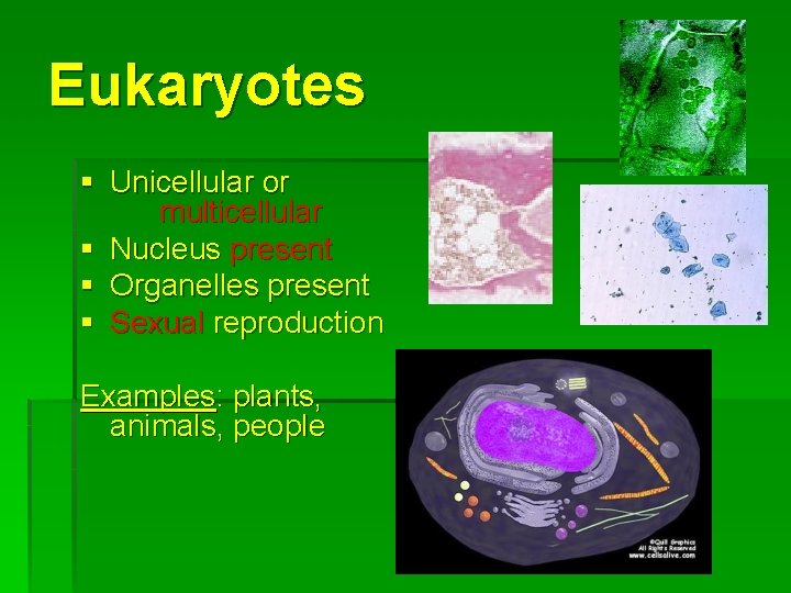 Eukaryotes § Unicellular or multicellular § Nucleus present § Organelles present § Sexual reproduction