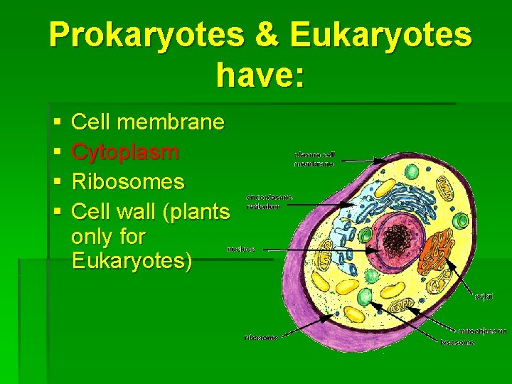 Prokaryotes & Eukaryotes have: § § Cell membrane Cytoplasm Ribosomes Cell wall (plants only