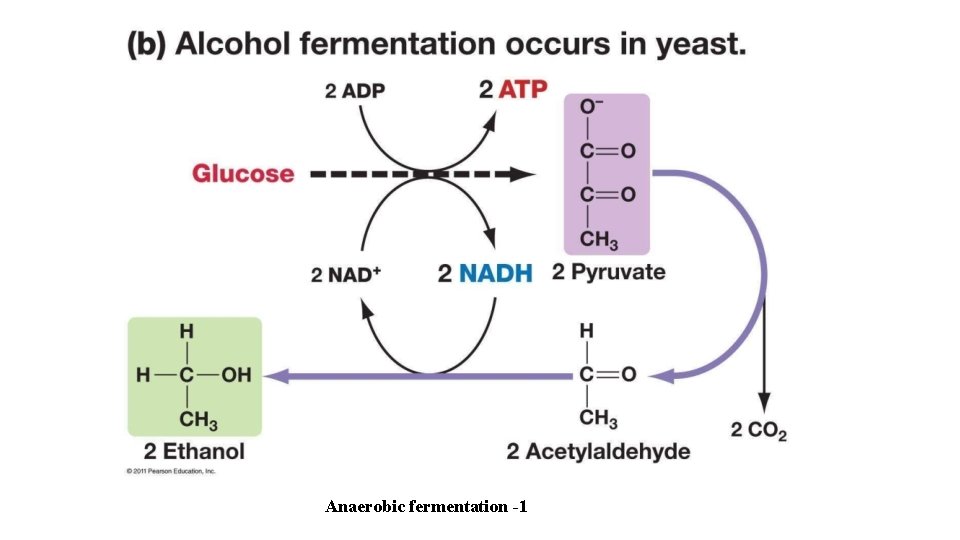 Anaerobic fermentation -1 