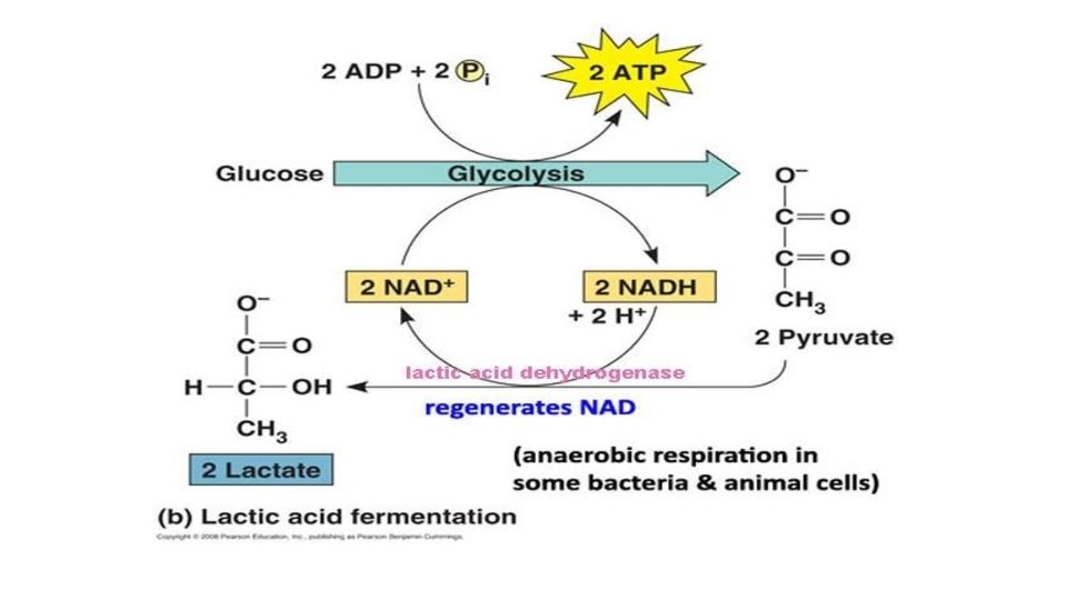 Anaerobic fermentation -2 