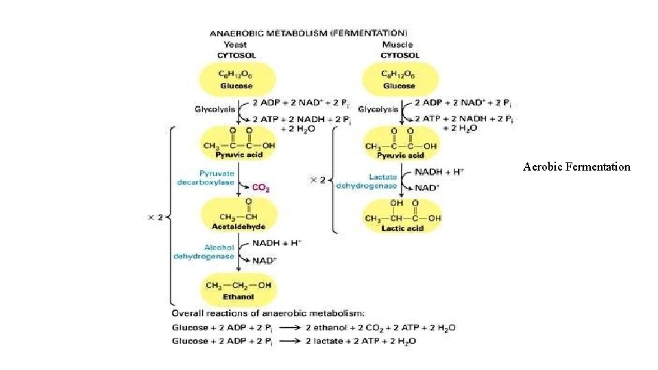 Aerobic Fermentation 