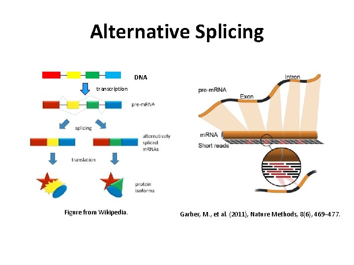 Alternative Splicing DNA transcription Figure from Wikipedia. Garber, M. , et al. (2011), Nature