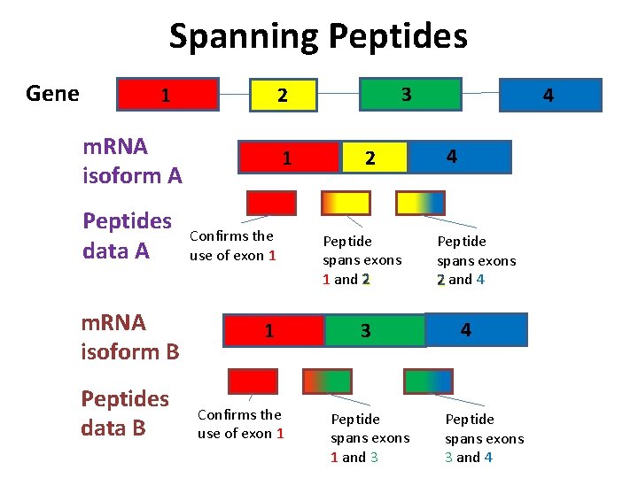 Spanning Peptides Gene 1 m. RNA isoform A Peptides data A m. RNA isoform