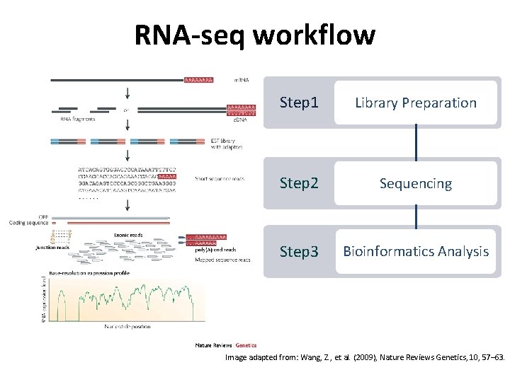 RNA-seq workflow Step 1 Library Preparation Step 2 Sequencing Step 3 Bioinformatics Analysis Image