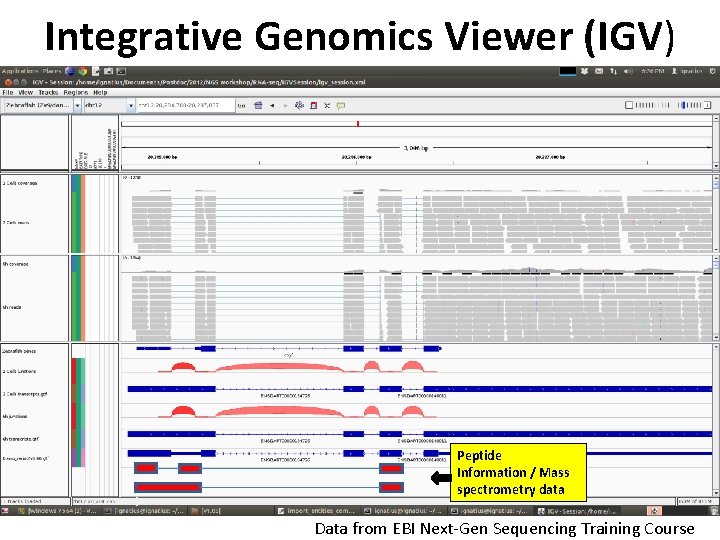 Integrative Genomics Viewer (IGV) Peptide Information / Mass spectrometry data Data from EBI Next-Gen