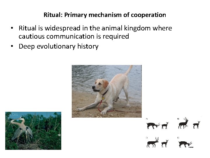 Ritual: Primary mechanism of cooperation • Ritual is widespread in the animal kingdom where