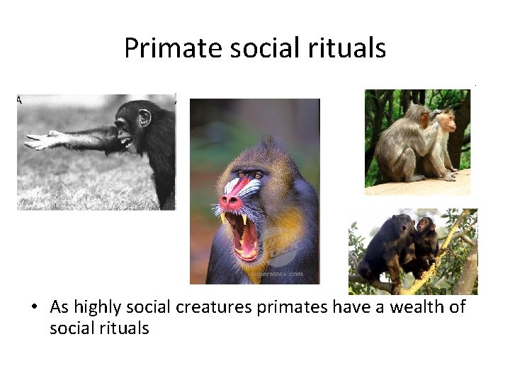 Primate social rituals • As highly social creatures primates have a wealth of social