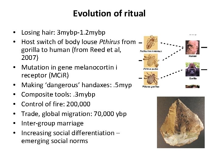 Evolution of ritual • Losing hair: 3 mybp-1. 2 mybp • Host switch of