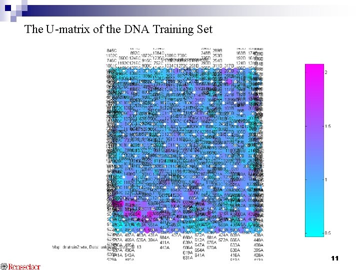 The U-matrix of the DNA Training Set 11 