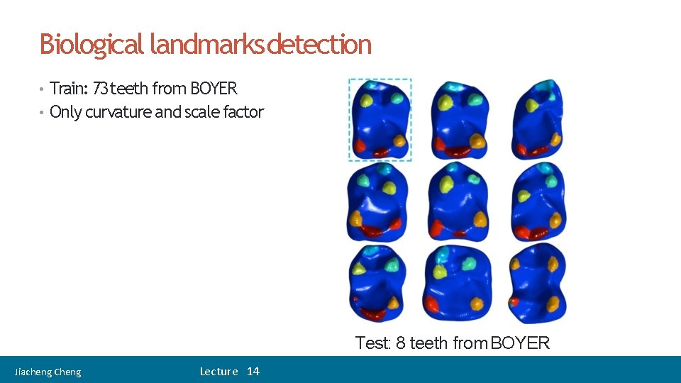 Biological landmarksdetection • Train: 73 teeth from BOYER • Only curvature and scale factor