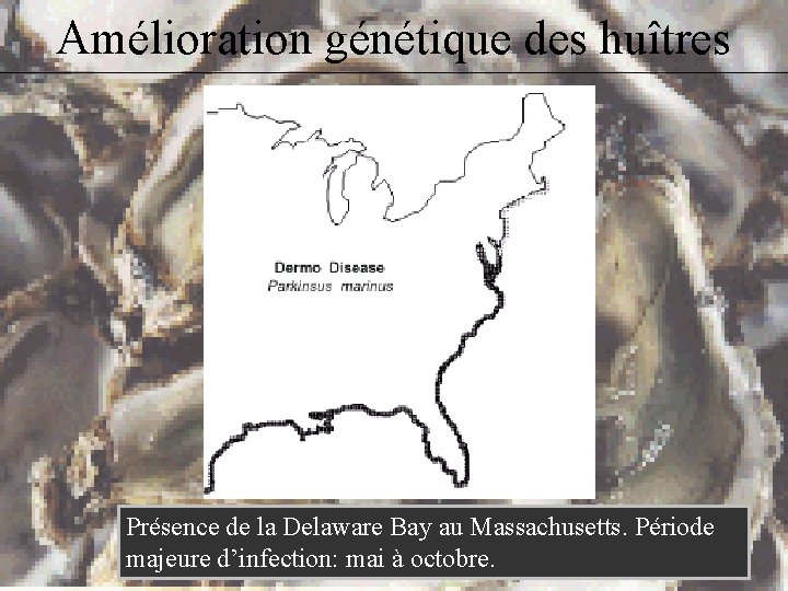 Amélioration génétique des huîtres Présence de la Delaware Bay au Massachusetts. Période majeure d’infection:
