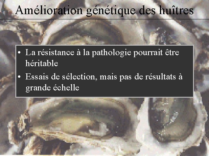 Amélioration génétique des huîtres • La résistance à la pathologie pourrait être héritable •