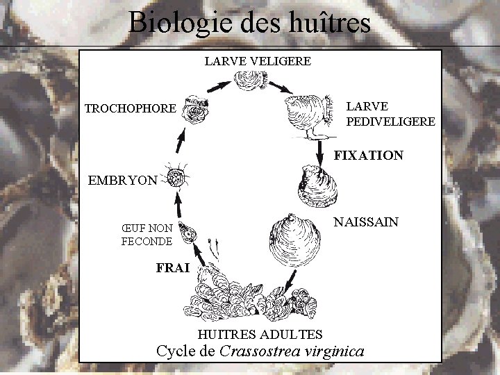 Biologie des huîtres LARVE VELIGERE LARVE PEDIVELIGERE TROCHOPHORE FIXATION EMBRYON NAISSAIN ŒUF NON FECONDE