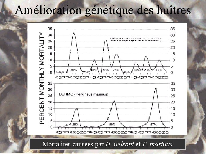 Amélioration génétique des huîtres Mortalités causées par H. nelsoni et P. marinus 