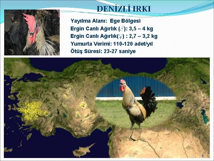 DENİZLİ IRKI Yayılma Alanı: Ege Bölgesi Ergin Canlı Ağırlık (♂): 3, 5 – 4