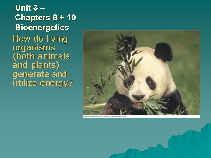 Unit 3 – Chapters 9 + 10 Bioenergetics How do living organisms (both animals
