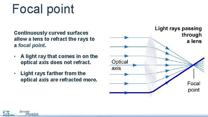 Focal point Continuously curved surfaces allow a lens to refract the rays to a